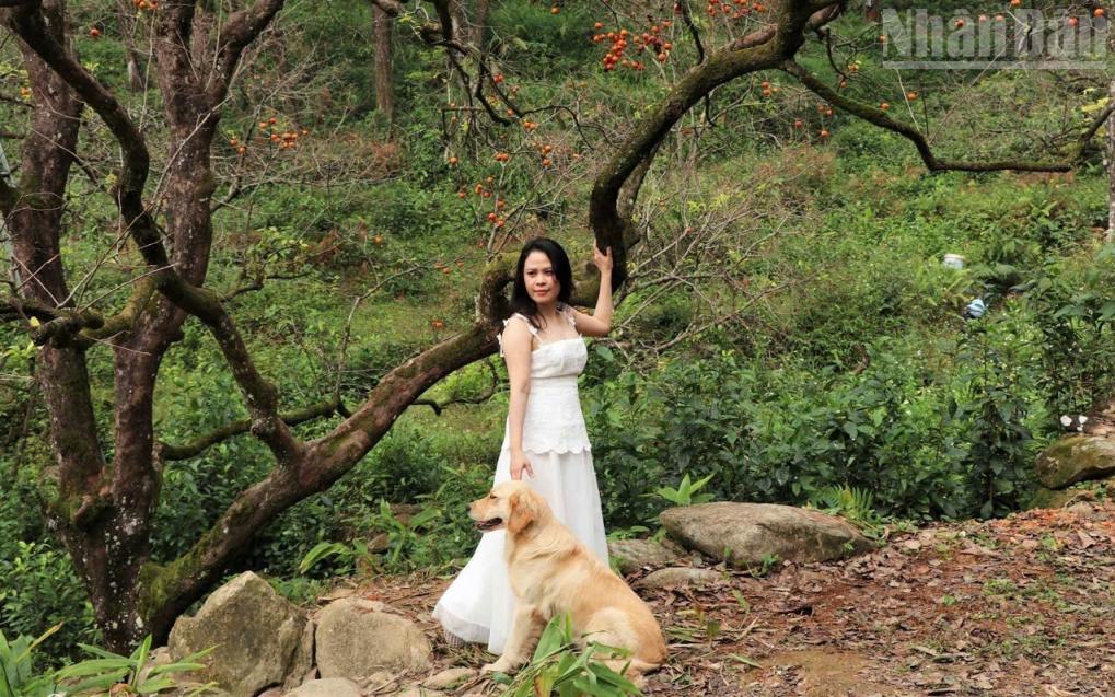 沉醉于义安省山麓的古老柿子园